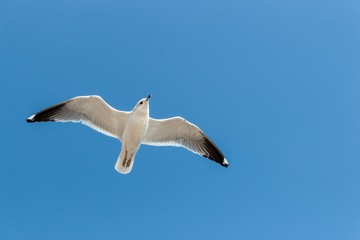 seagull in the blue sky flying alone bird