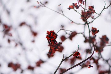 Winter rowan red berries bottom-up view.