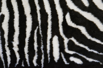 Fototapeta na wymiar Zebra texture carpet, animal print