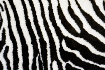 Zebra texture carpet