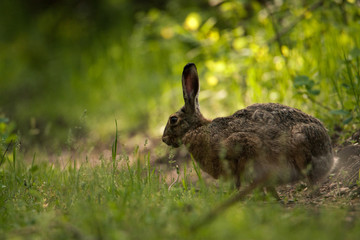 Brown hare sits on the forest road and looks at the camera. Around a beautiful green background. Full-length portrait.