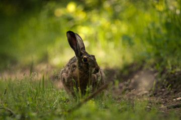 Brown hare sits on the forest road and looks at the camera. Around a beautiful green background.