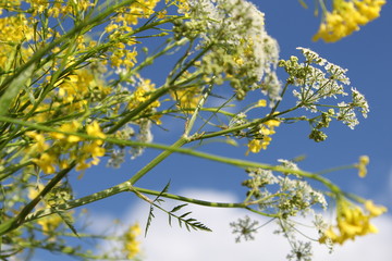 wildflowers on a blue sky background