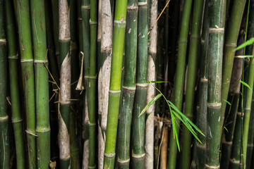 Fototapeta premium Green Bamboo forest tree of Arashiyama near Kyoto, Japan