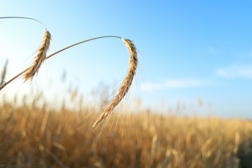 Obraz premium Wheat field macro on blue sky