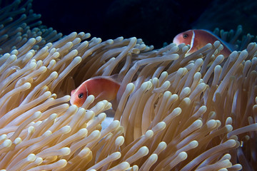 Sea anemone and Clownfish 