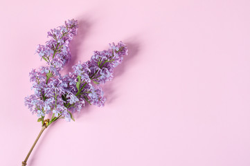 spring flowers, lilac on a pink background with place for text. spring concept
