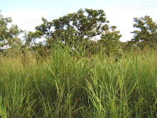 BEAUTIFUL AFRICAN WILDERNESS IN THE RAINY SEASON.