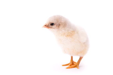 White small chicken isolated on a white background