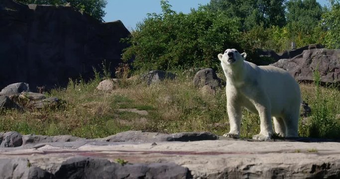 polar bear 2