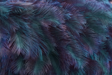 Bright background blue and purple of feathers