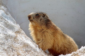 marmotte