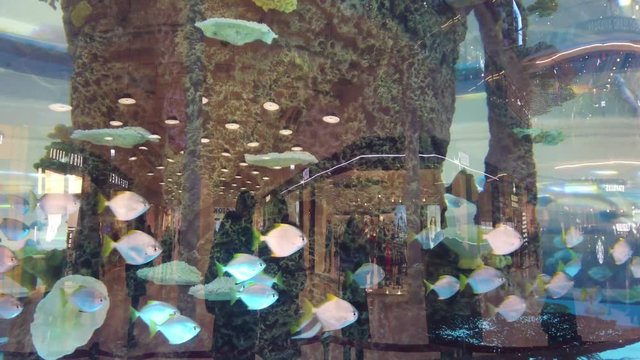 An aquarium in shopping center. A big aquarium in evening shopping center. Aquarium with fish in the shopping center..