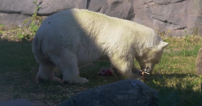 polar bear 3 eating