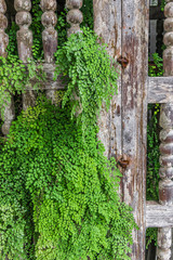 Young grass on the old gate