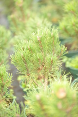 Pinus mugo hesse