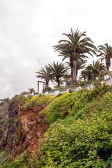 Fototapeta na wymiar Garden with palm trees on the island of Tenerife on a sunny day