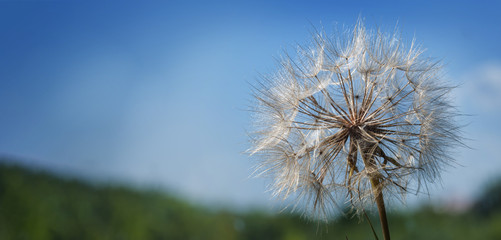 Naklejka premium big dandelion on a blue background