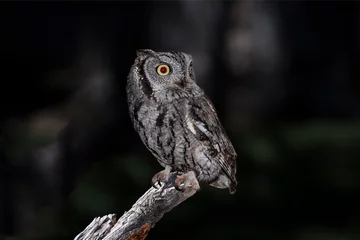 Foto auf Acrylglas Western Screech Owl (Megascops kennicottii) © Jim