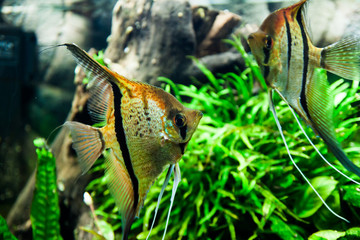 Beautiful Pterophyllum scalare fish in aquarium