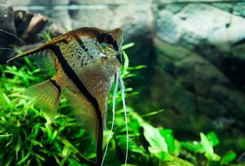 Beautiful Pterophyllum scalare fish in aquarium