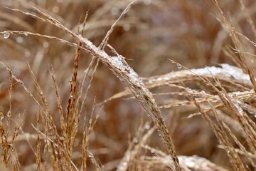 Fototapeta premium Dry decorative grass in flower bed covered with melted snow. Spikelets background.