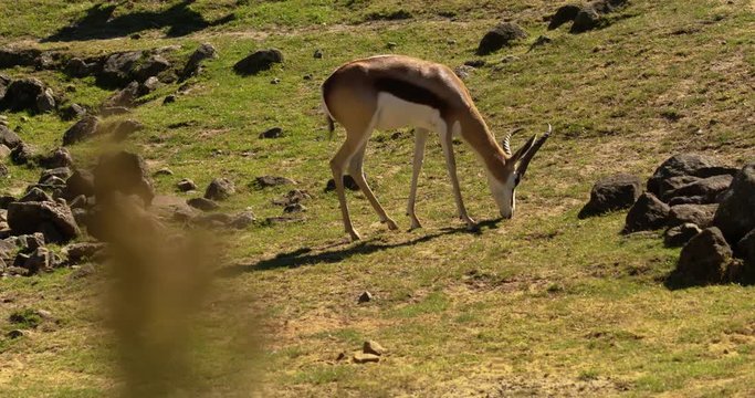 springbok eating, walking 1
