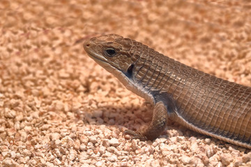 Gerrosaurus - African giant lizard (gerrhosaurus major)