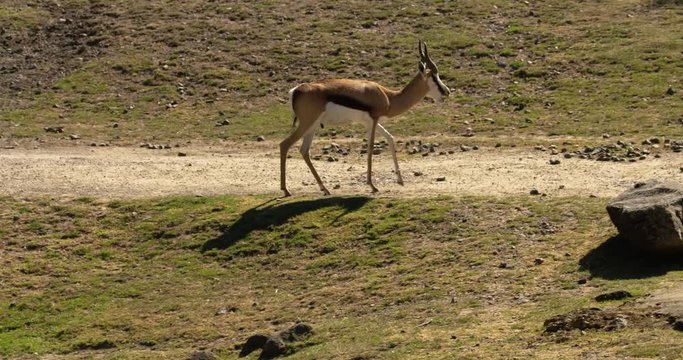 springbok eating, walking 2