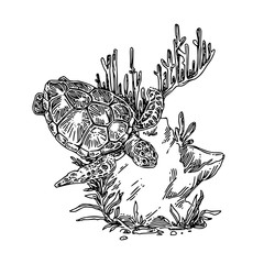 Water turtle in tropical sea. Sketch. Engraving style. Vector illustration.