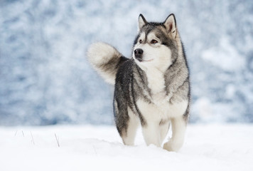 Alaskan Malamute dog on a winter © Happy monkey