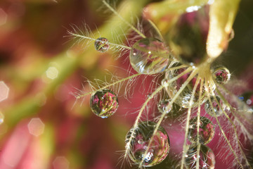 macro of spent jupiter's beard in the wet garden