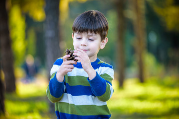 White Toddler boy playing in a pine forest with pine cones. Conifer cones on the grass serve as toys for the kid