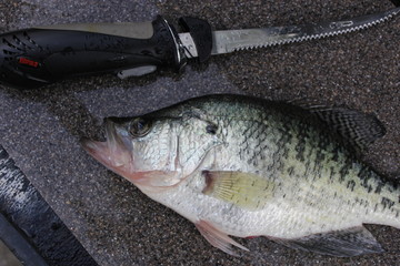 crappie