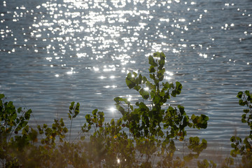 saplings along waters edge with sparkling ripples and  bokeh