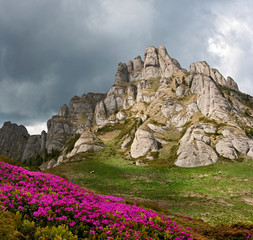 Blossoming pink rhododendron in the mountains, flowering valley in Carpathians