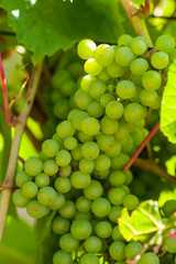 Vigne 2 sur file de fer	