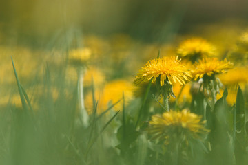 Yellow dandelions flowers in grass in spring with close-up macro with soft focus on a meadow in nature.