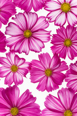 cosmos flower background