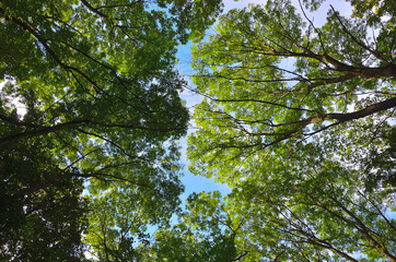 sky trees nature treetops height