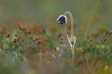 Pulsatilla flower Easter flower blooming, soft green grass background