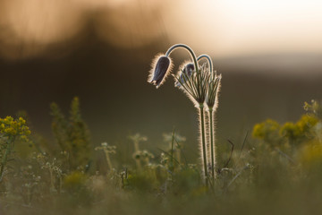 Pulsatilla flower Easter flower blooming, soft green grass background