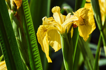 water flower of yellow iris growing in reeds.
