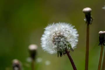 Fototapeta premium White dandelion flowers in green grass.