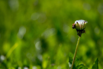 White dandelion flowers in green grass.
