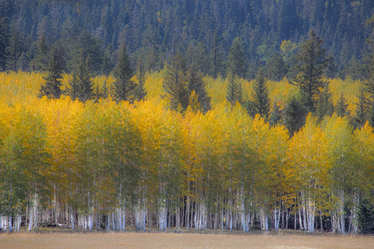 Kaibab Fall Colors