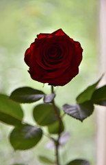 Single_Rose