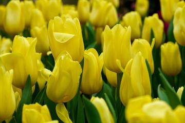 Yellow Tulip in the garden