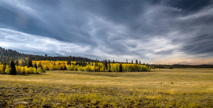 Kaibab Fall Colors
