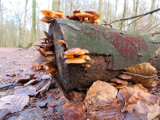 mushrooms on a stump in the forest